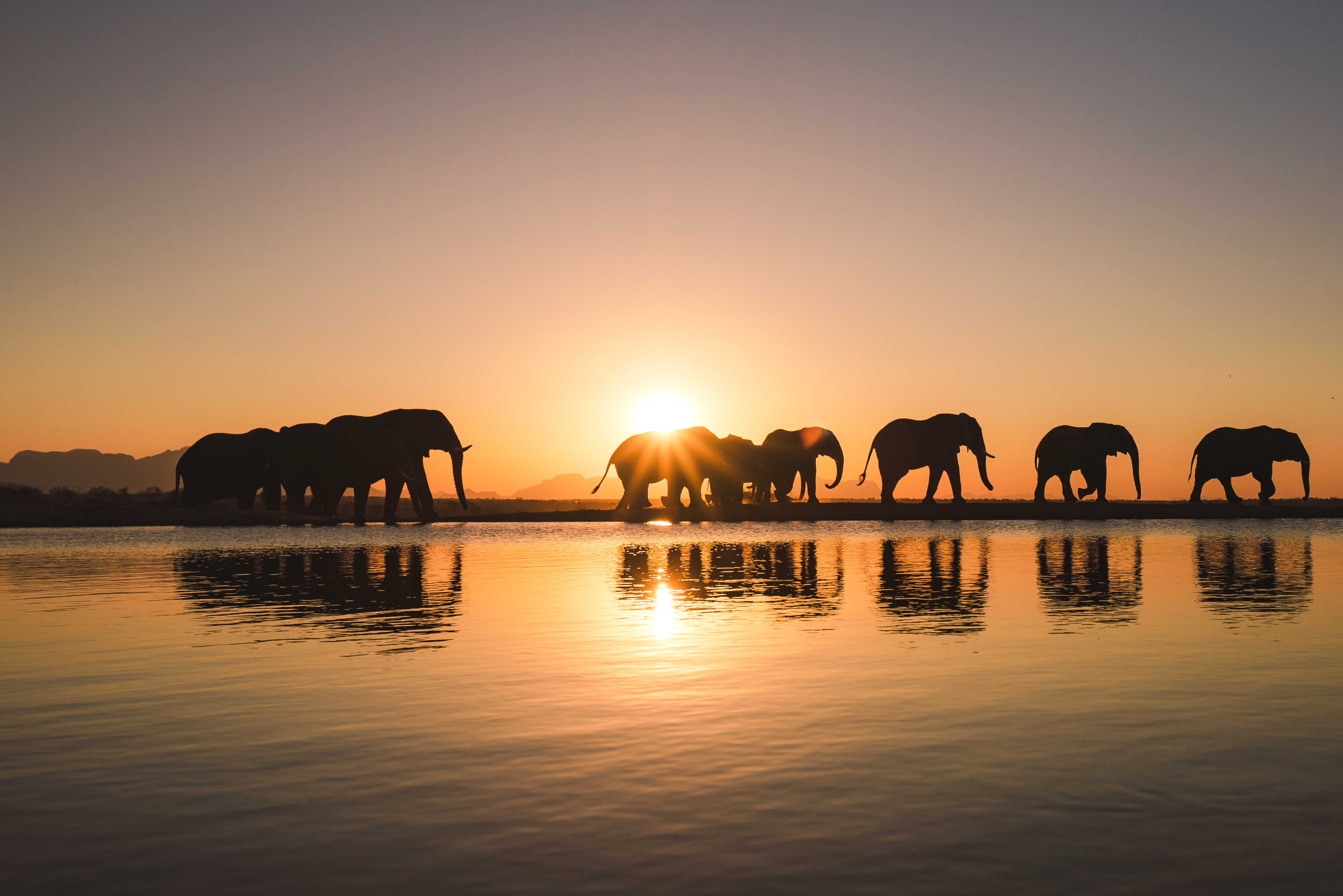 The Critical State of African Elephants in 2026