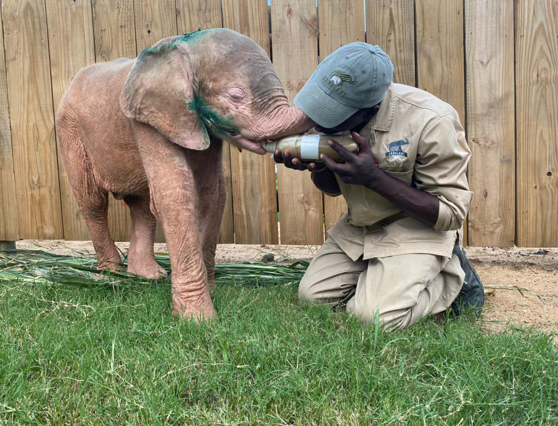 Khanyisa the baby albino elephant