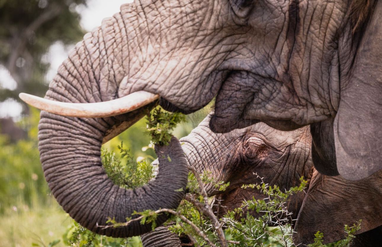 Elephant Conservation