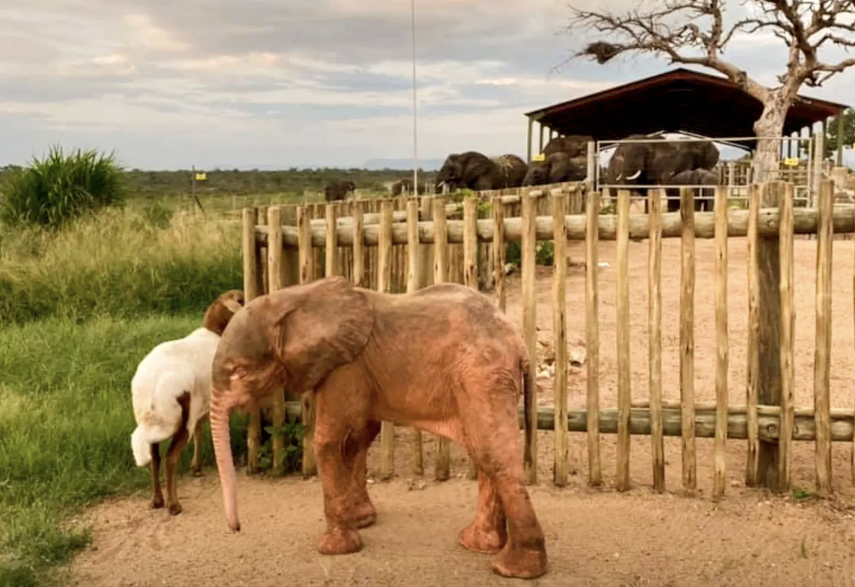 HERD Elephant Orphanage