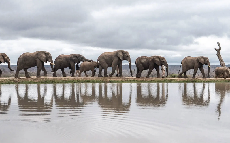 The Jabulani Elephant Herd