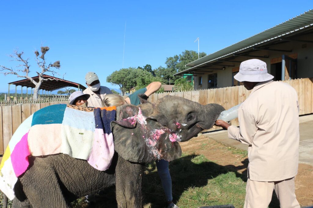 Poor! Orphaned baby elephants are rescued into an orphanage (VIDEO)