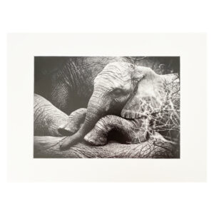 Fine Art Print BW Baby Elephant 30x40